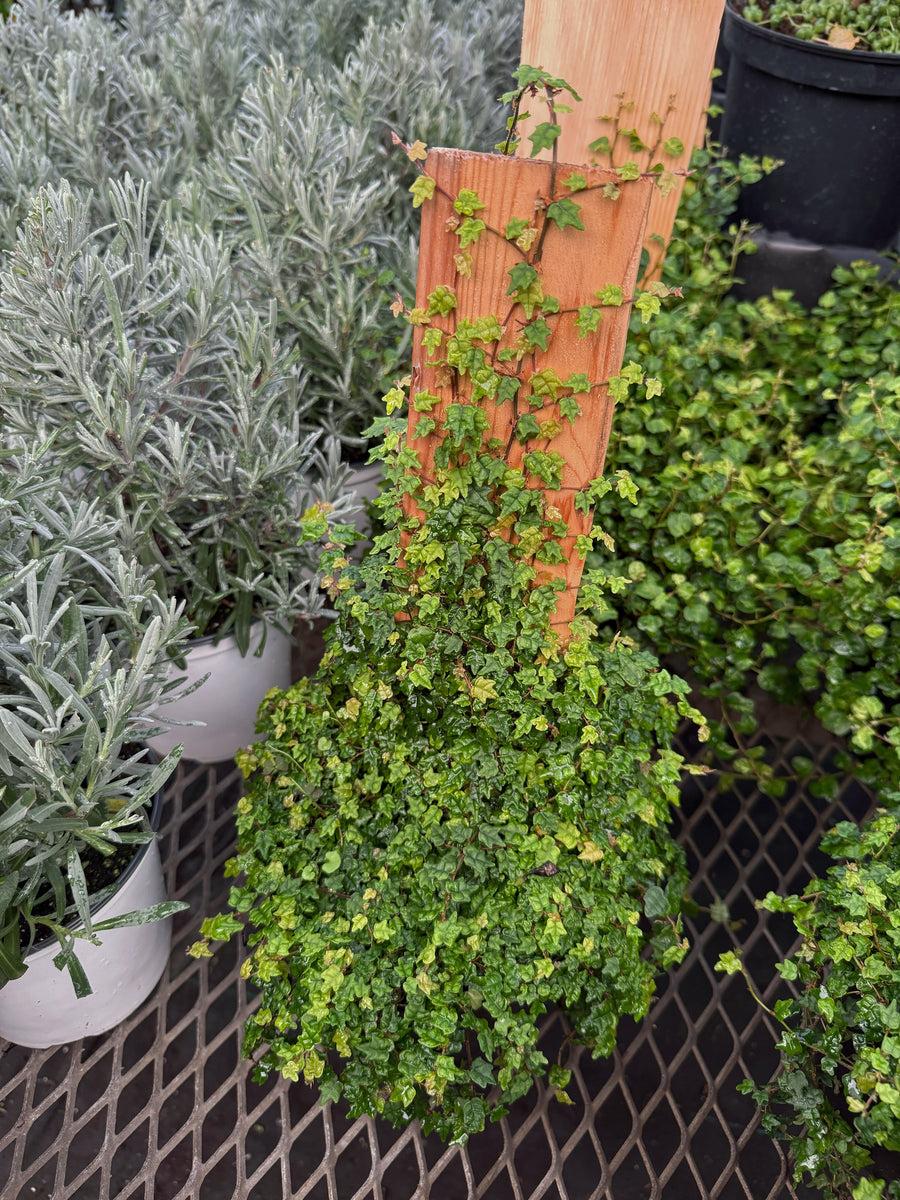 Ficus Pumila 'quercifolia' - View 9 from www redcrocus com