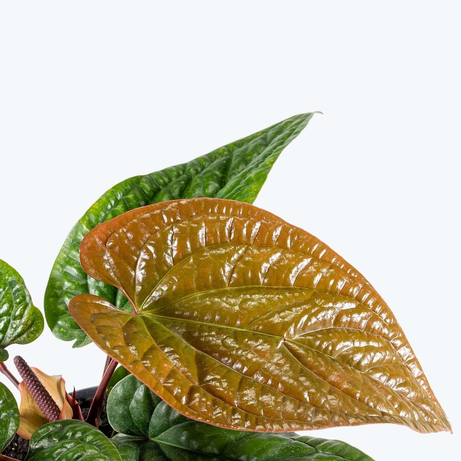 Anthurium Radicans X Luxurians - View 10 from www redcrocus com
