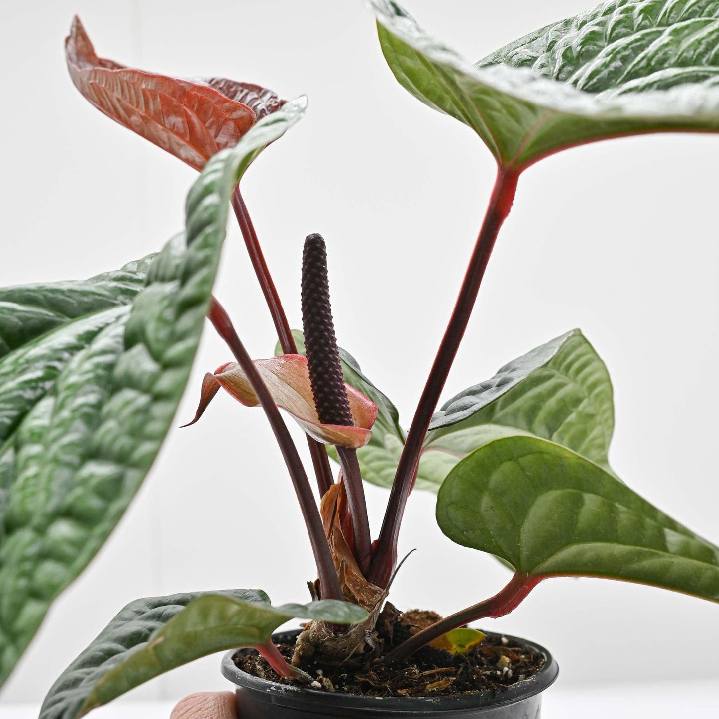 Anthurium Radicans X Luxurians - View 13 from www redcrocus com