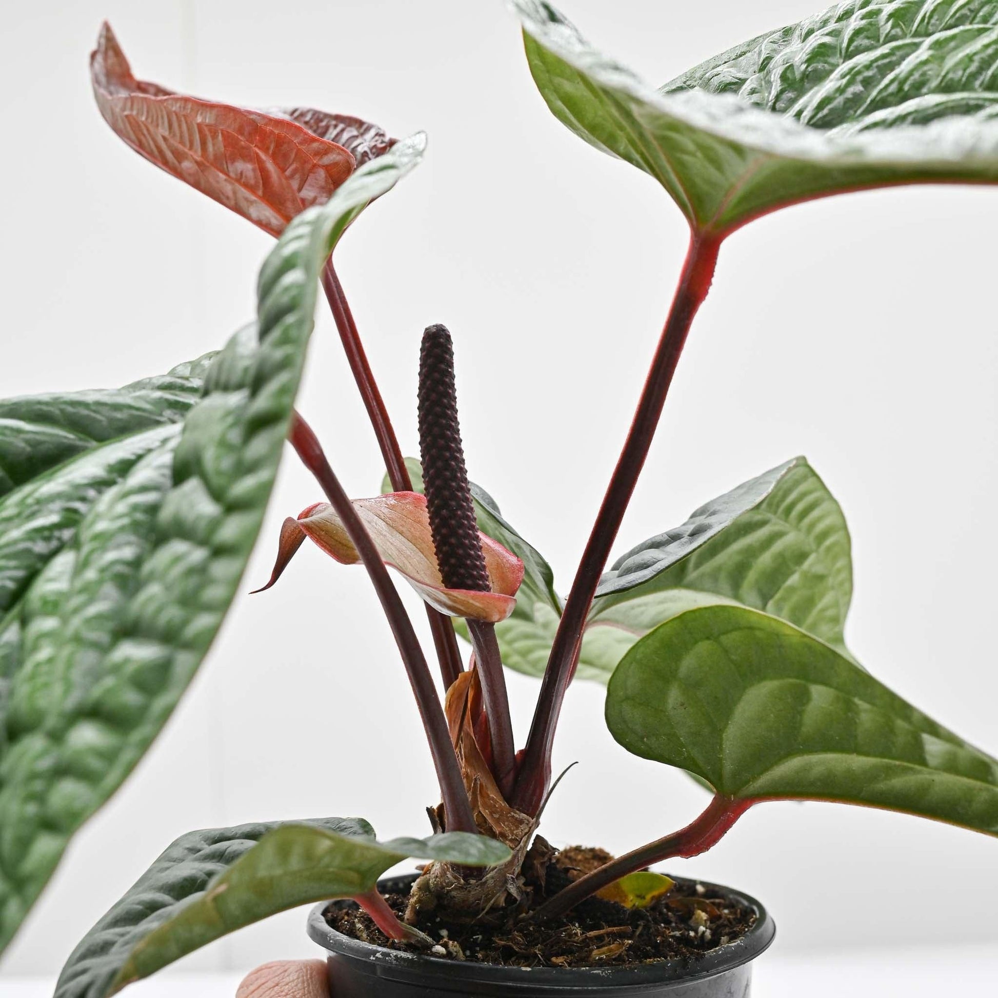 Anthurium Radicans X Luxurians - View 13 from www redcrocus com
