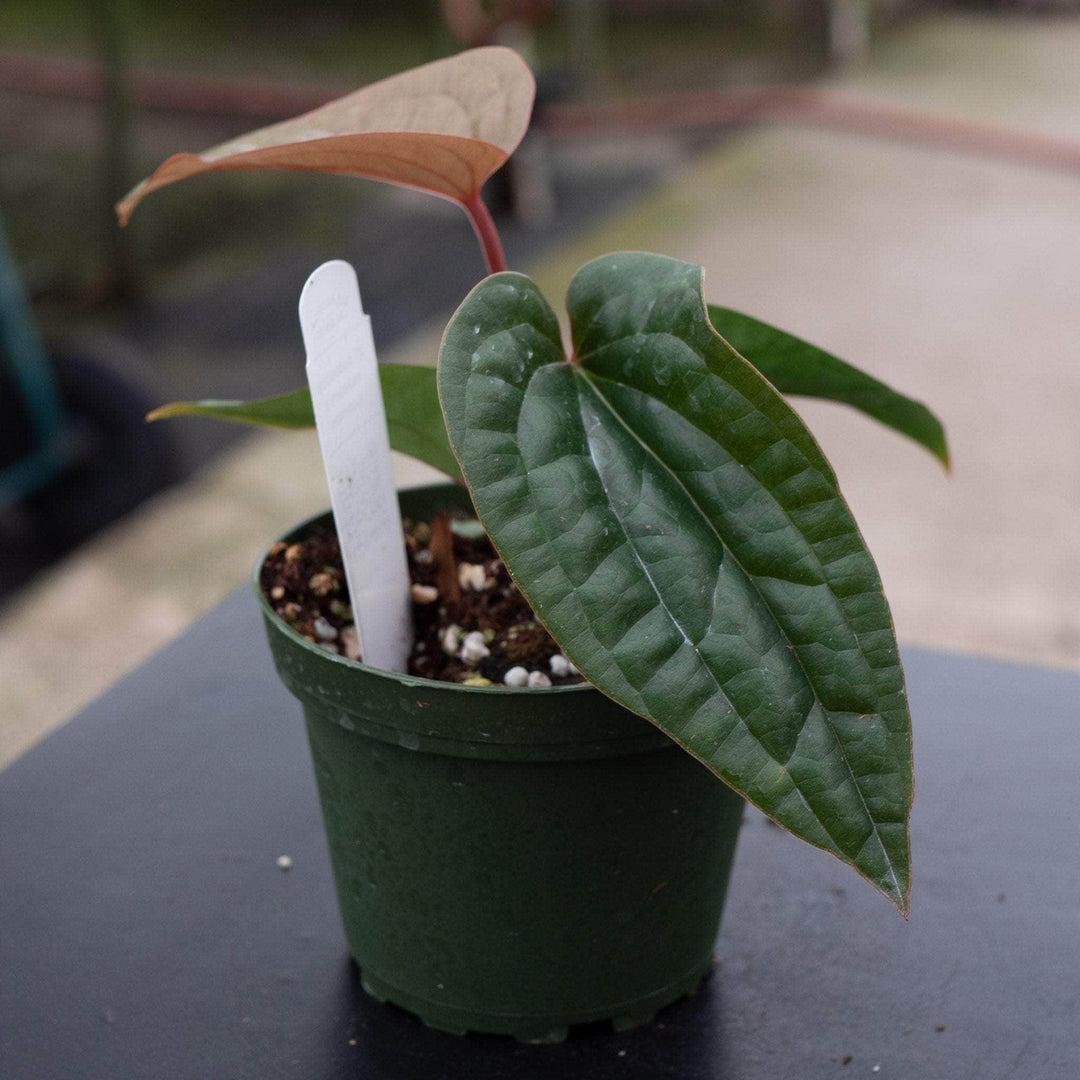 Anthurium Radicans X Luxurians - View 14 from www redcrocus com