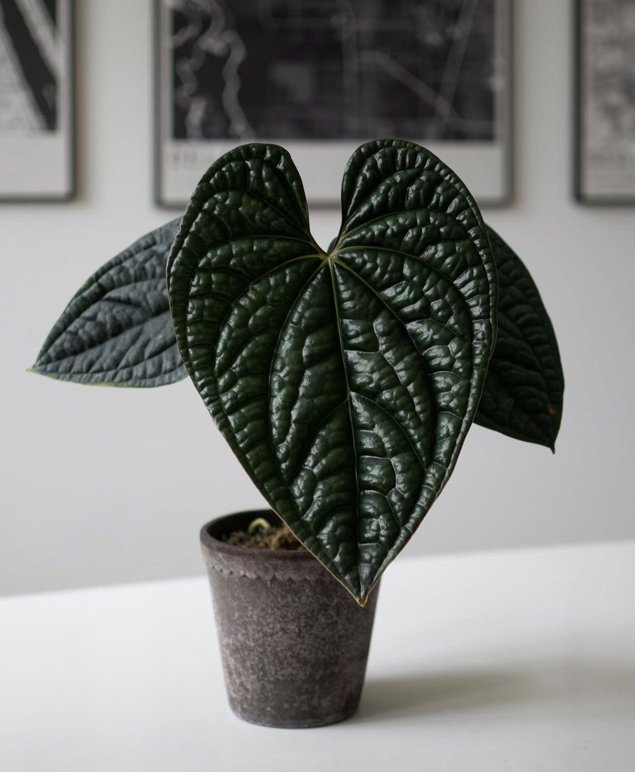 Anthurium Radicans X Luxurians - View 15 from www redcrocus com