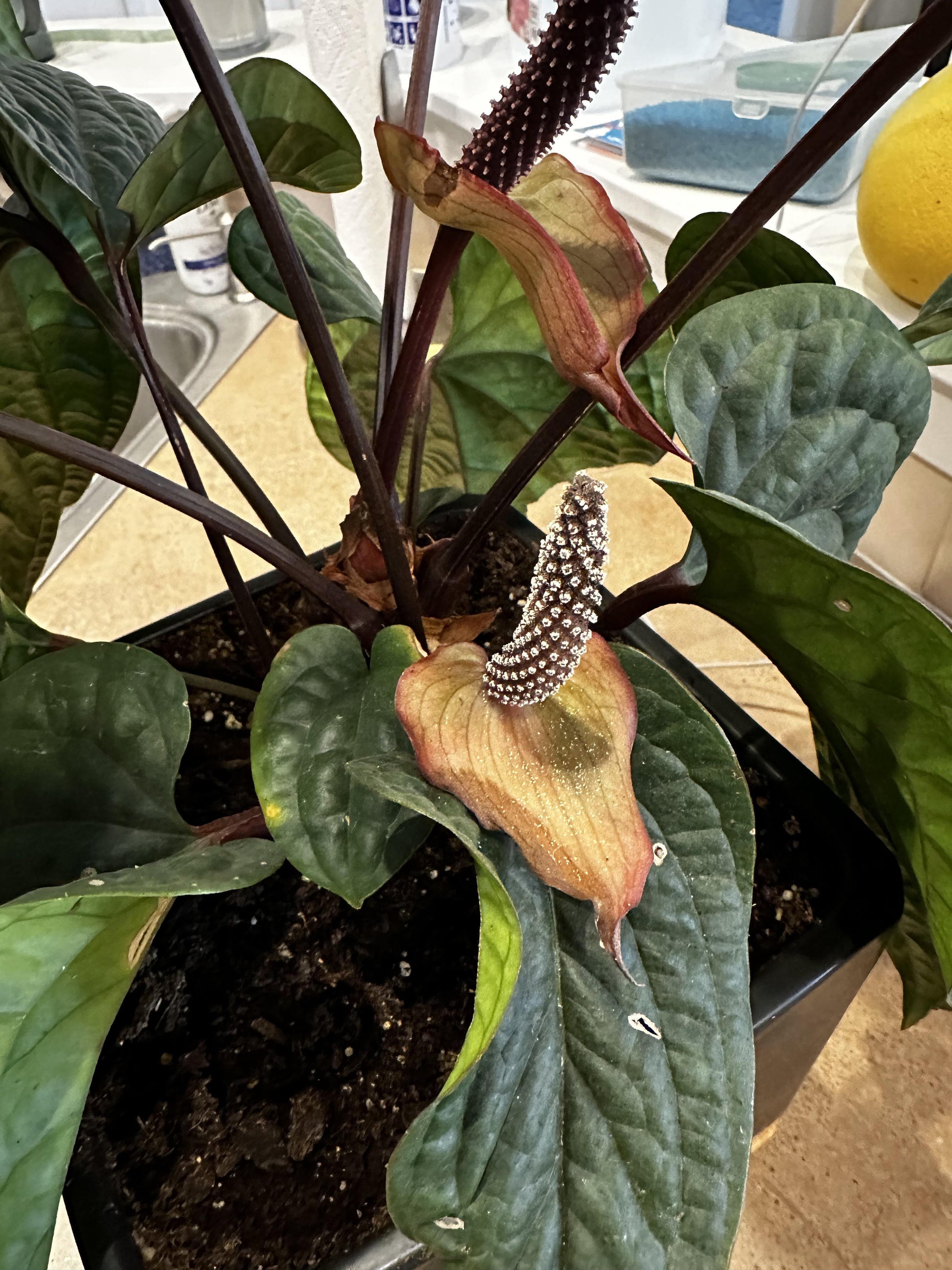Anthurium Radicans X Luxurians - View 16 from www redcrocus com