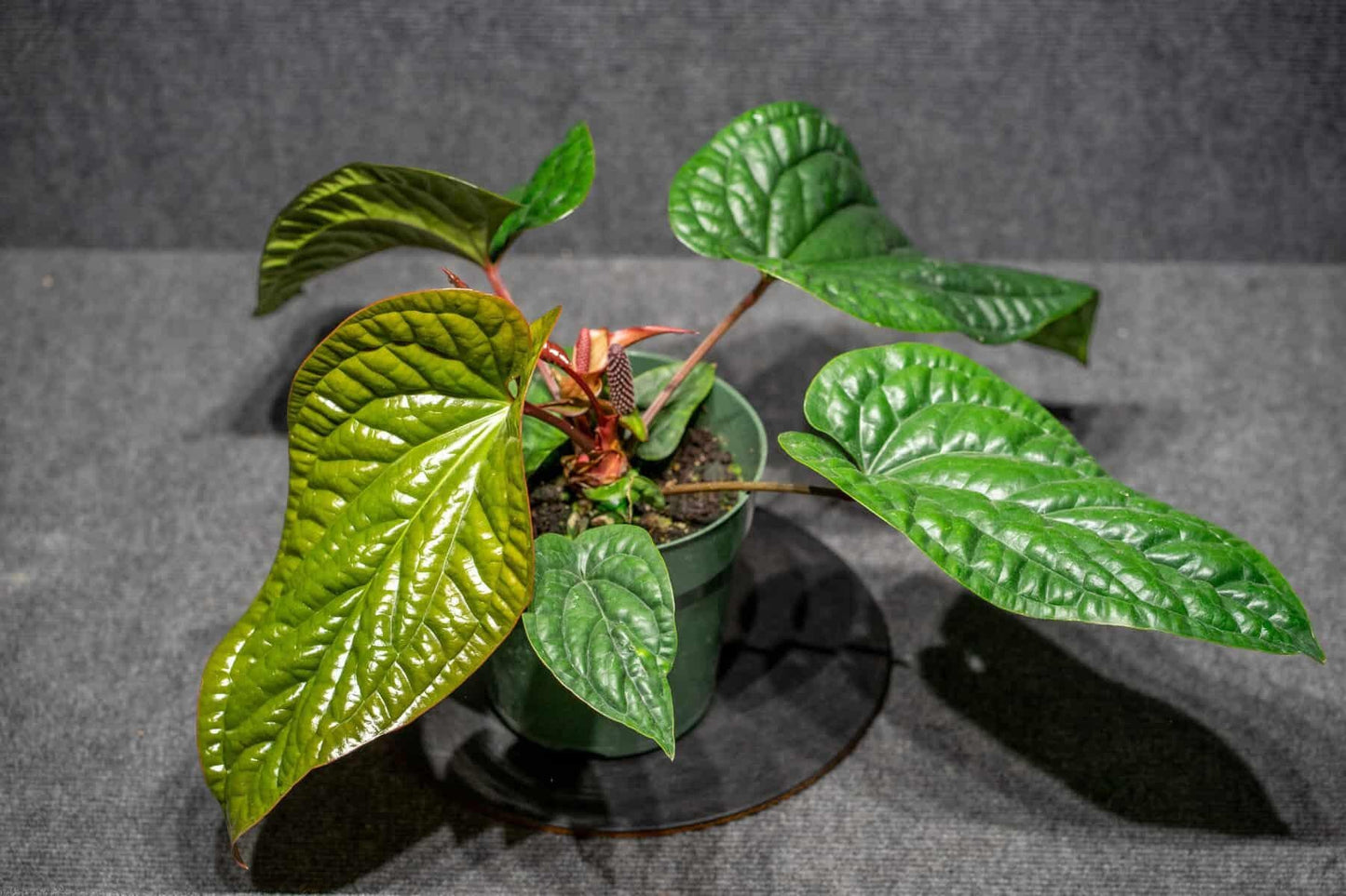 Anthurium Radicans X Luxurians - View 18 from www redcrocus com