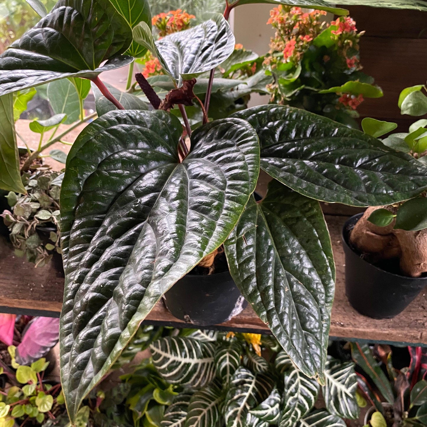 Anthurium Radicans X Luxurians - View 20 from www redcrocus com