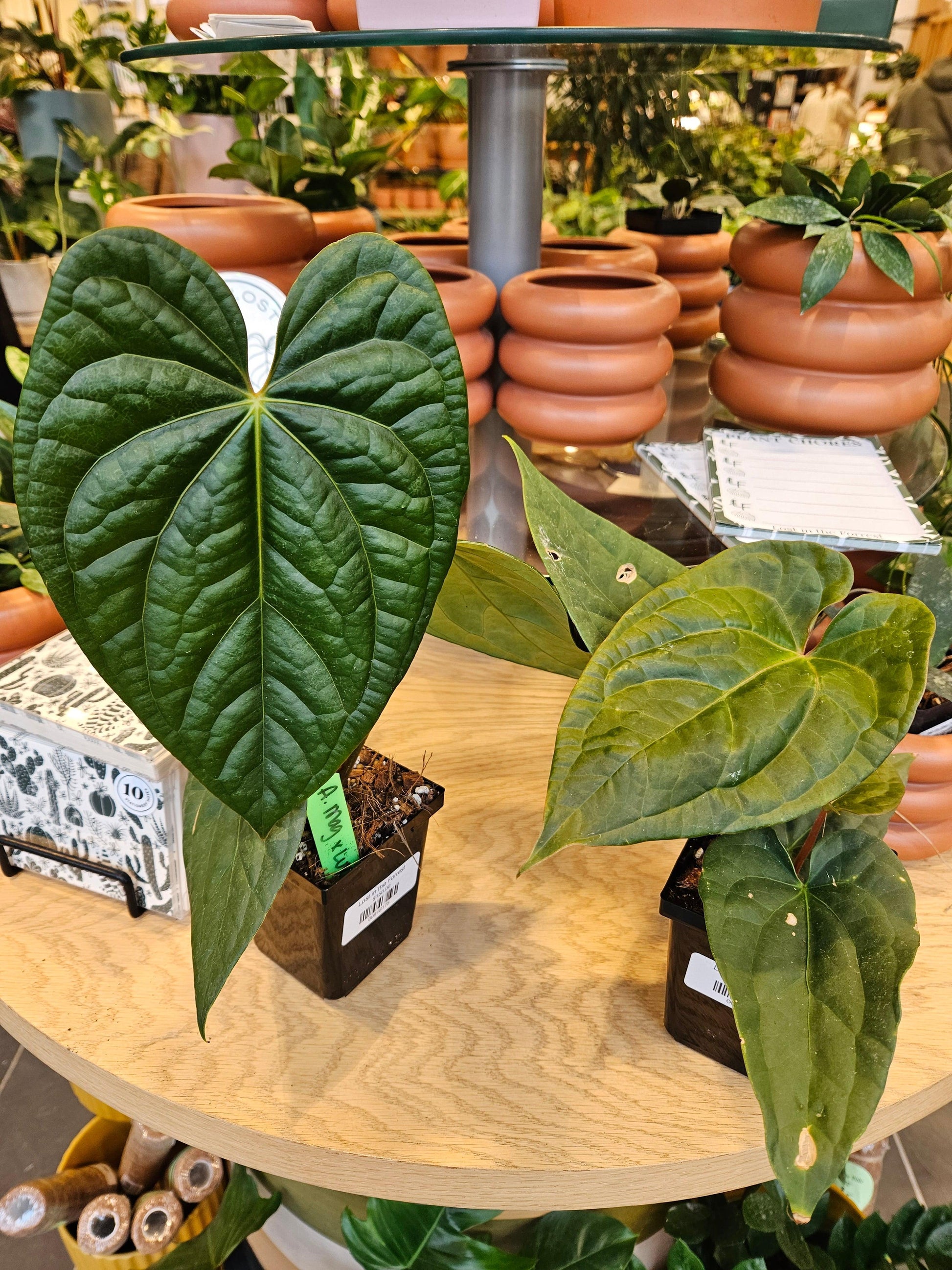Anthurium Radicans X Luxurians - View 21 from www redcrocus com