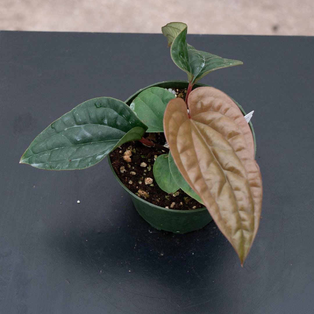 Anthurium Radicans X Luxurians - View 22 from www redcrocus com