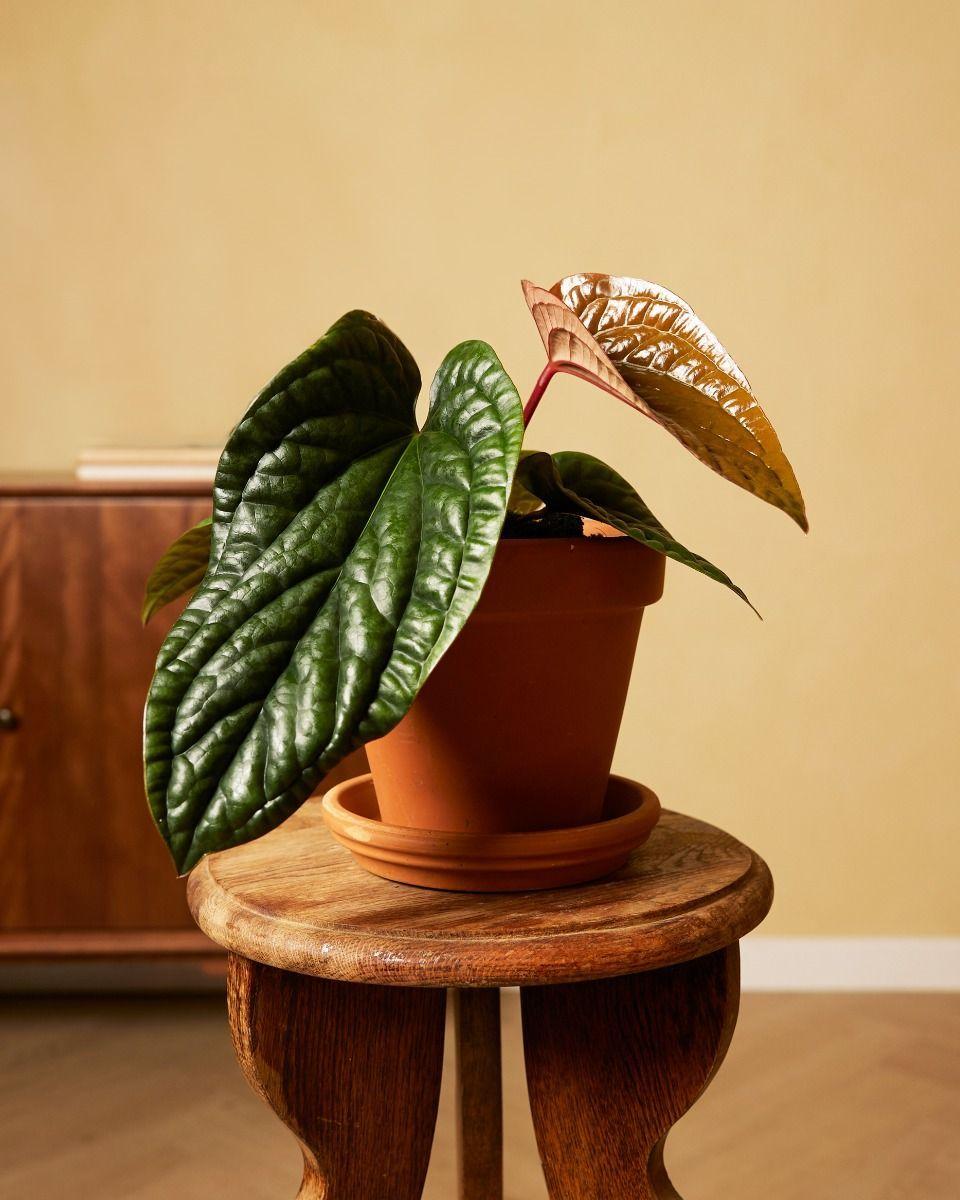 Anthurium Radicans X Luxurians - View 23 from www redcrocus com