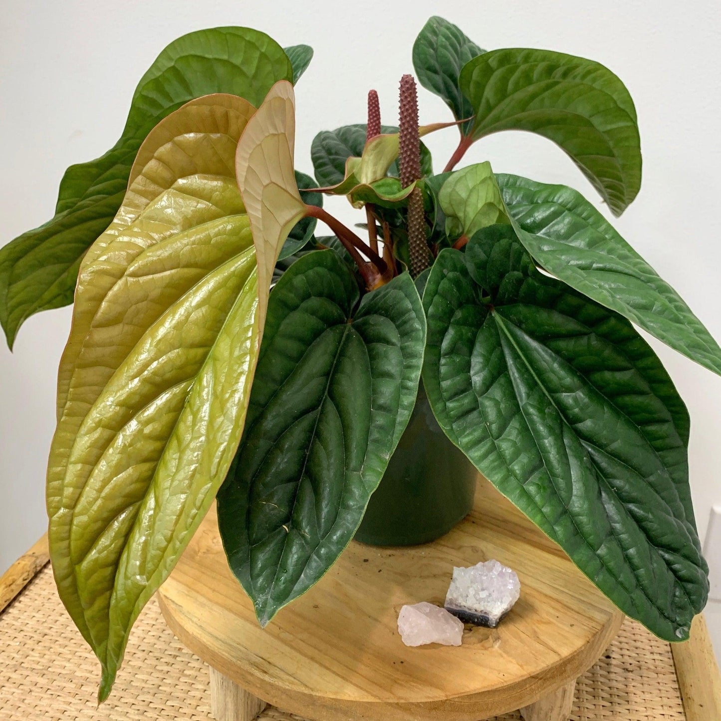Anthurium Radicans X Luxurians - View 26 from www redcrocus com