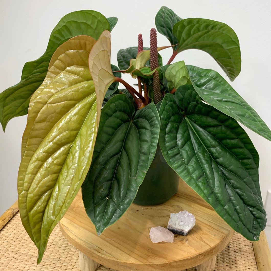 Anthurium Radicans X Luxurians - View 28 from www redcrocus com
