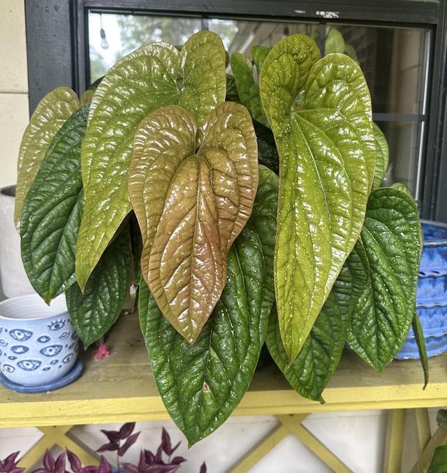 Anthurium Radicans X Luxurians - View 2 from www redcrocus com