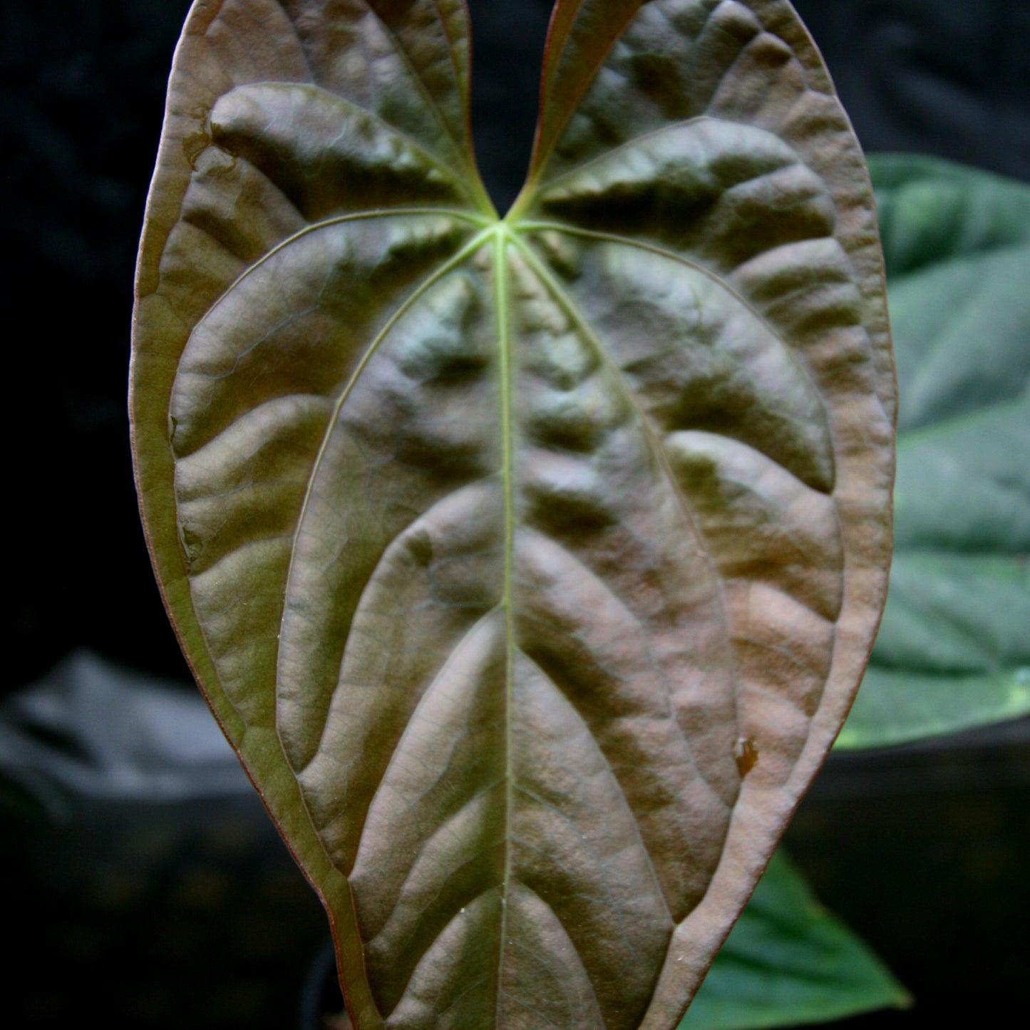 Anthurium Radicans X Luxurians - View 30 from www redcrocus com