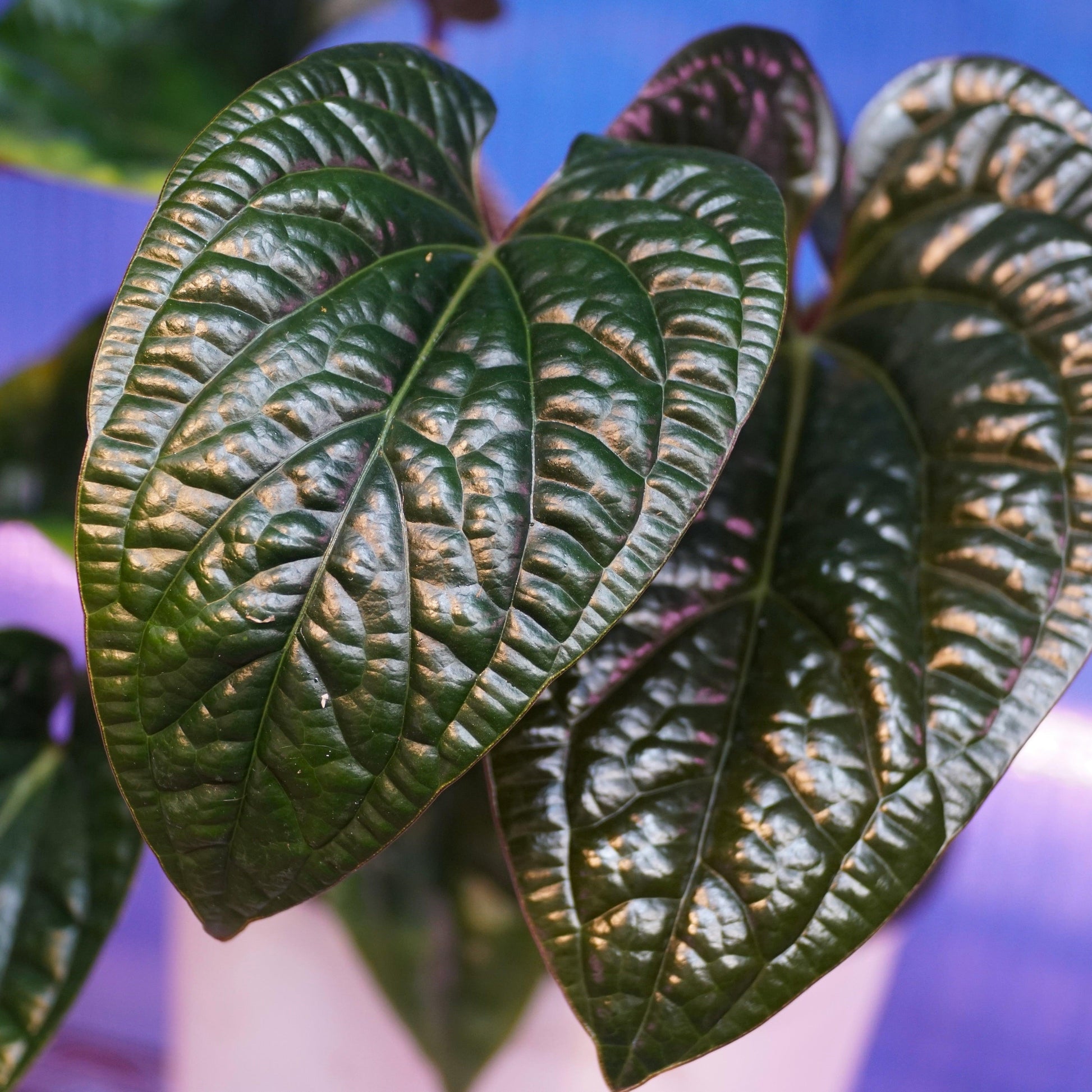 Anthurium Radicans X Luxurians - View 7 from www redcrocus com