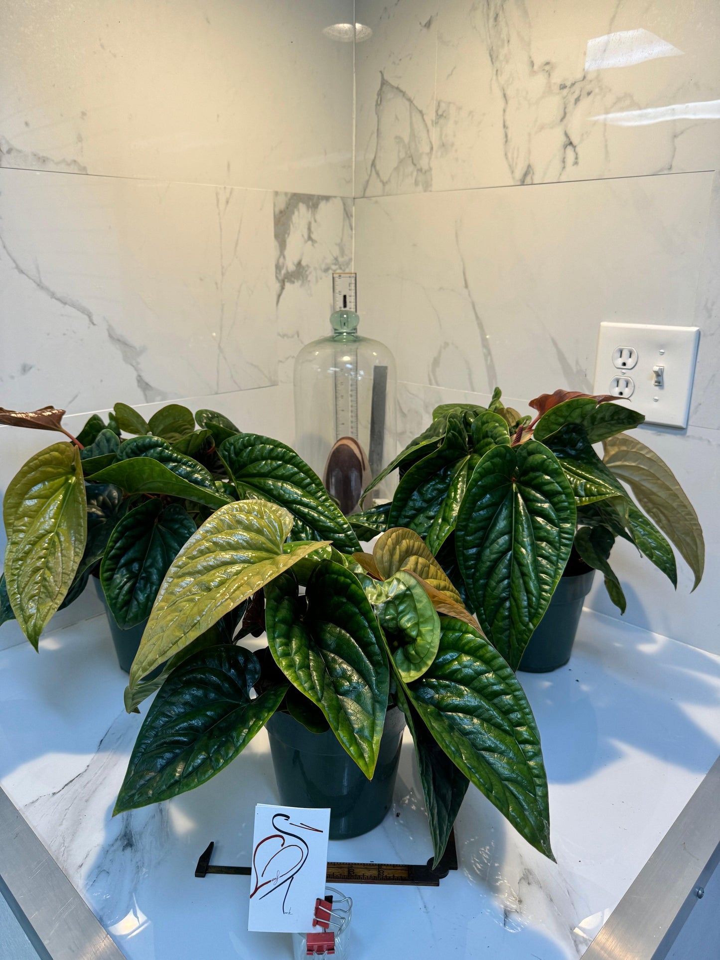 Anthurium Radicans X Luxurians - View 9 from www redcrocus com