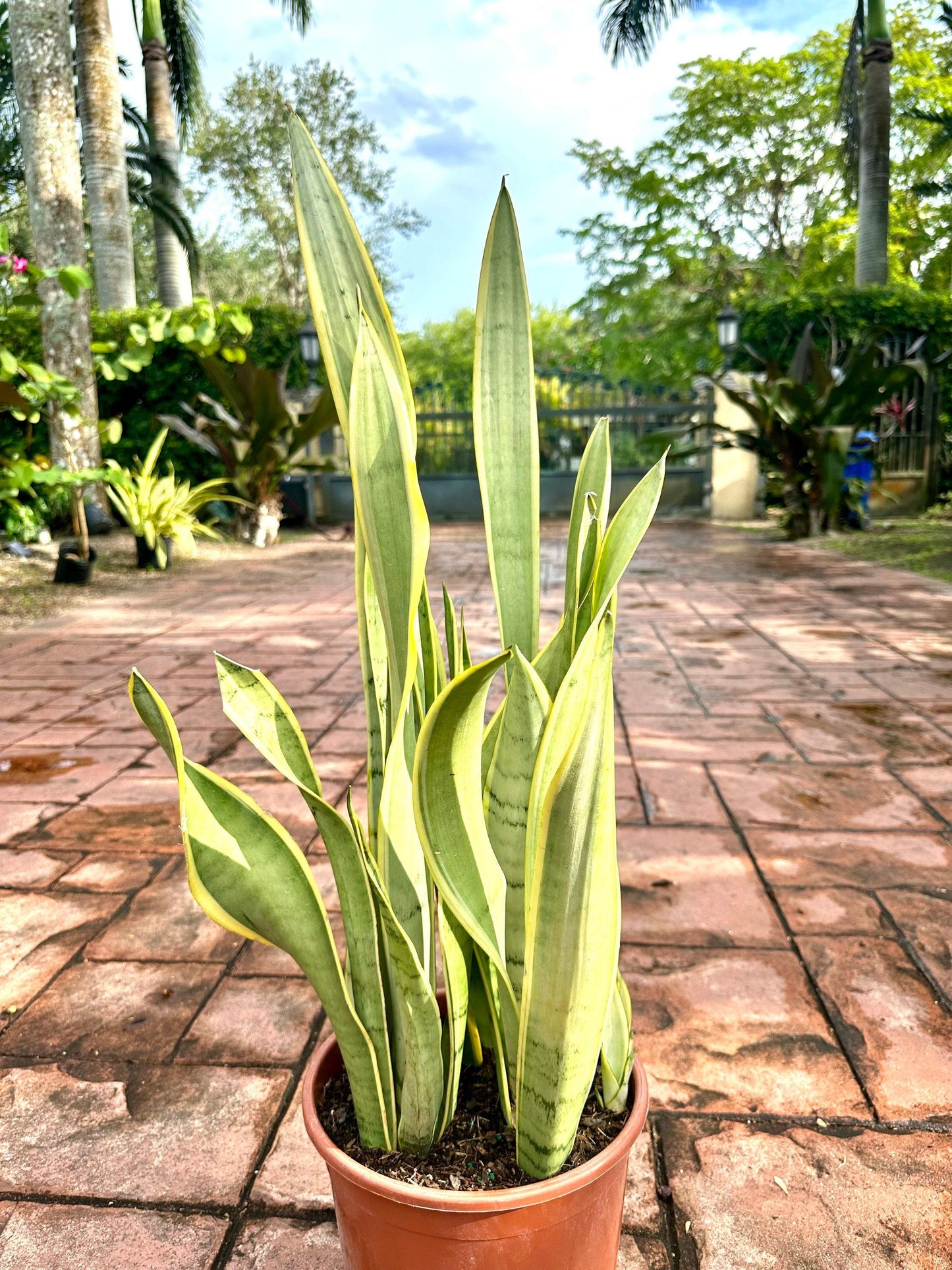 Sansevieria 'silver Laurentii' - View 10 from www redcrocus com