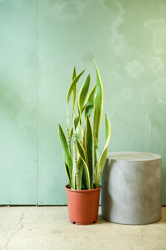 Sansevieria 'silver Laurentii' - View 11 from www redcrocus com