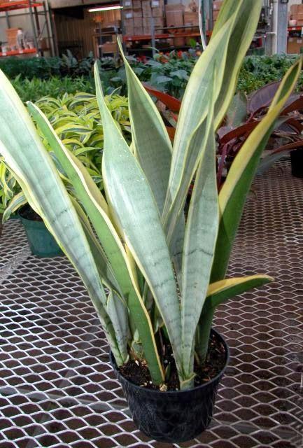 Sansevieria 'silver Laurentii' - View 12 from www redcrocus com