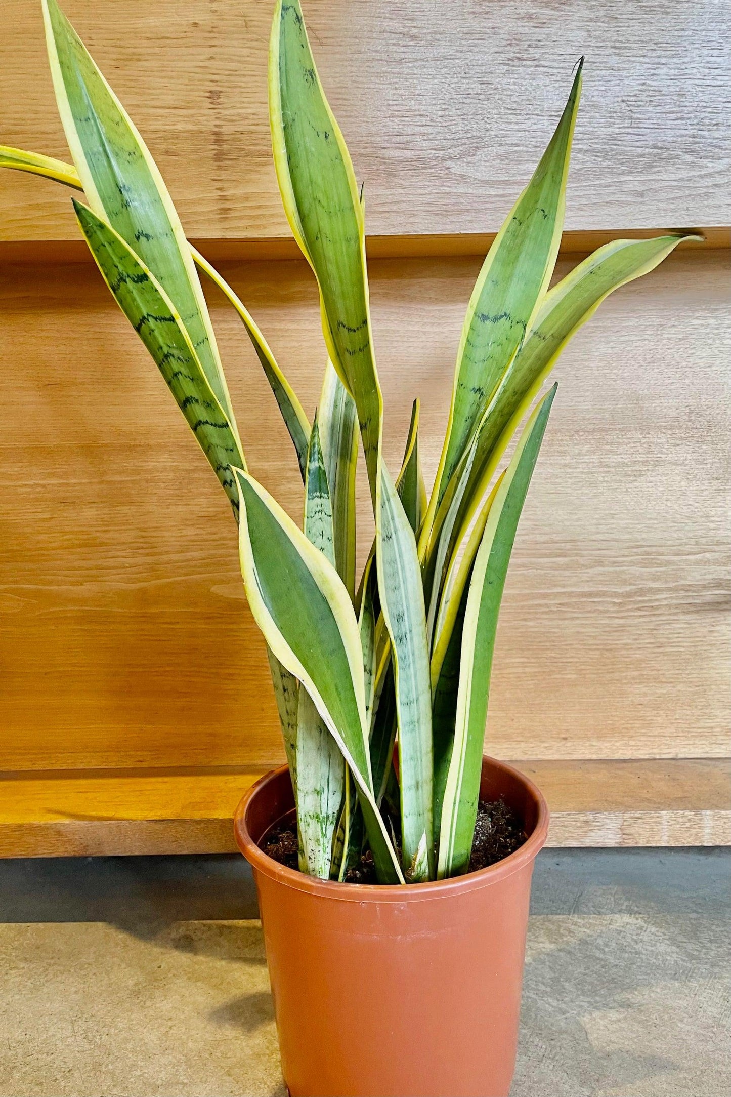 Sansevieria 'silver Laurentii' - View 13 from www redcrocus com