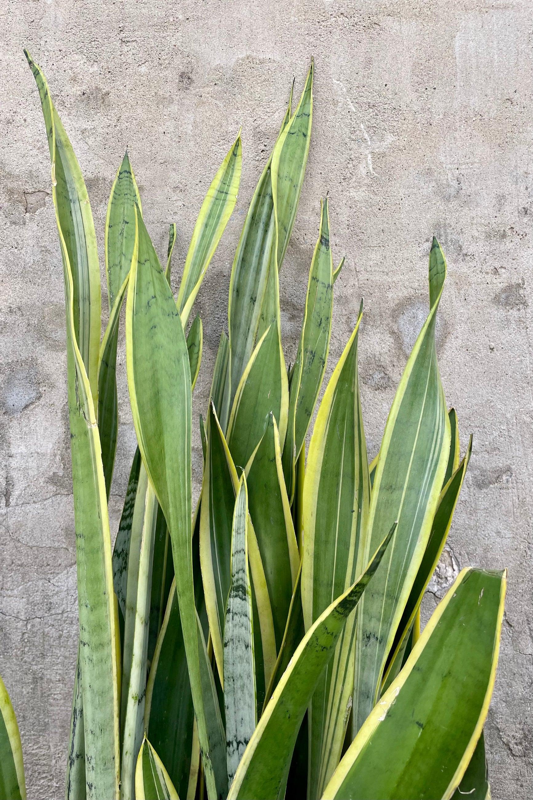 Sansevieria 'silver Laurentii' - View 16 from www redcrocus com