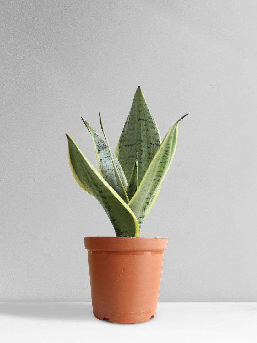 Sansevieria 'silver Laurentii' - View 17 from www redcrocus com