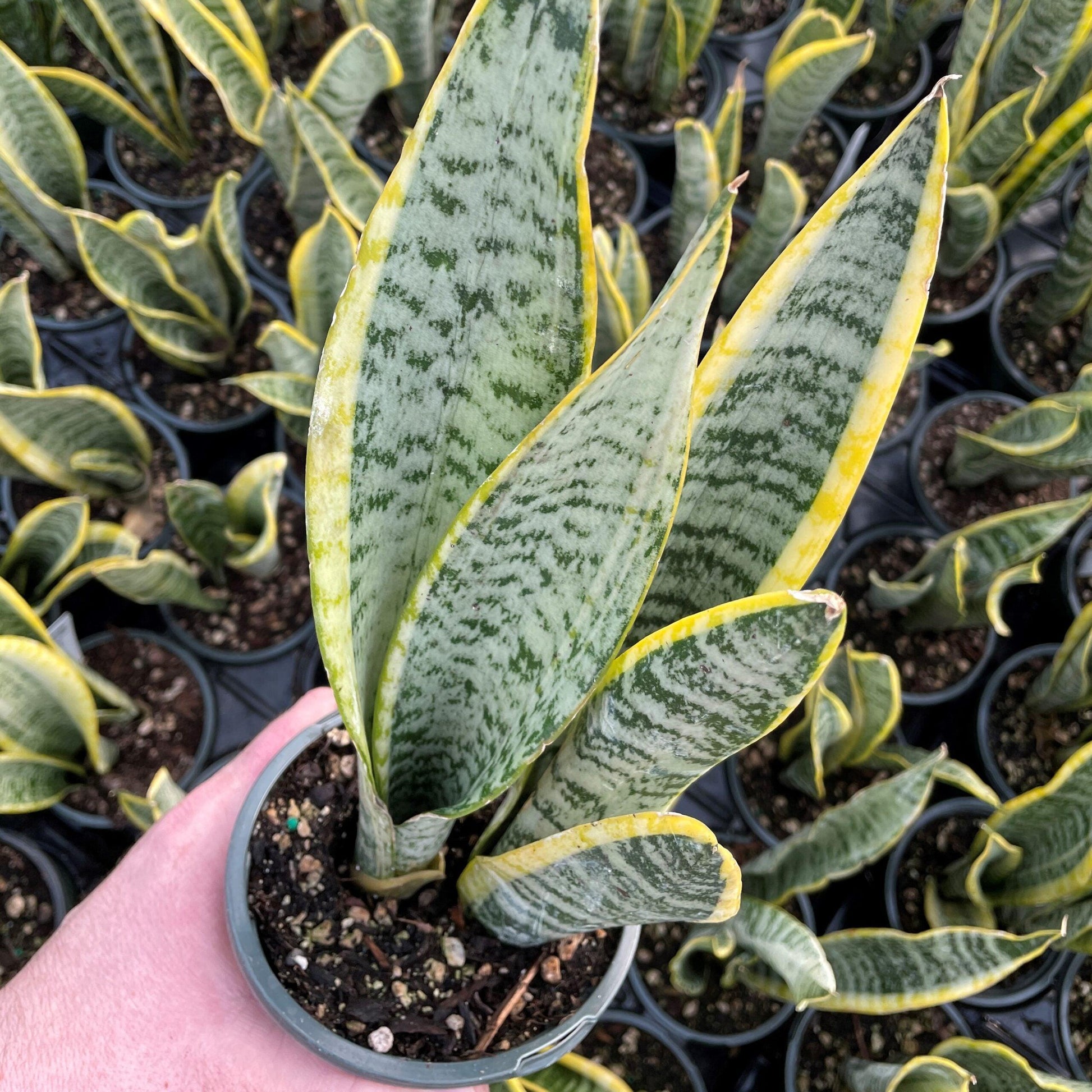 Sansevieria 'silver Laurentii' - View 18 from www redcrocus com