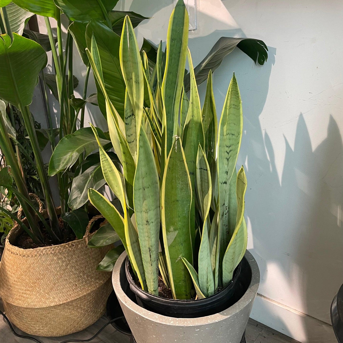 Sansevieria 'silver Laurentii' - View 19 from www redcrocus com
