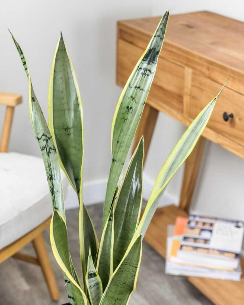 Sansevieria 'silver Laurentii' - View 1 from www redcrocus com