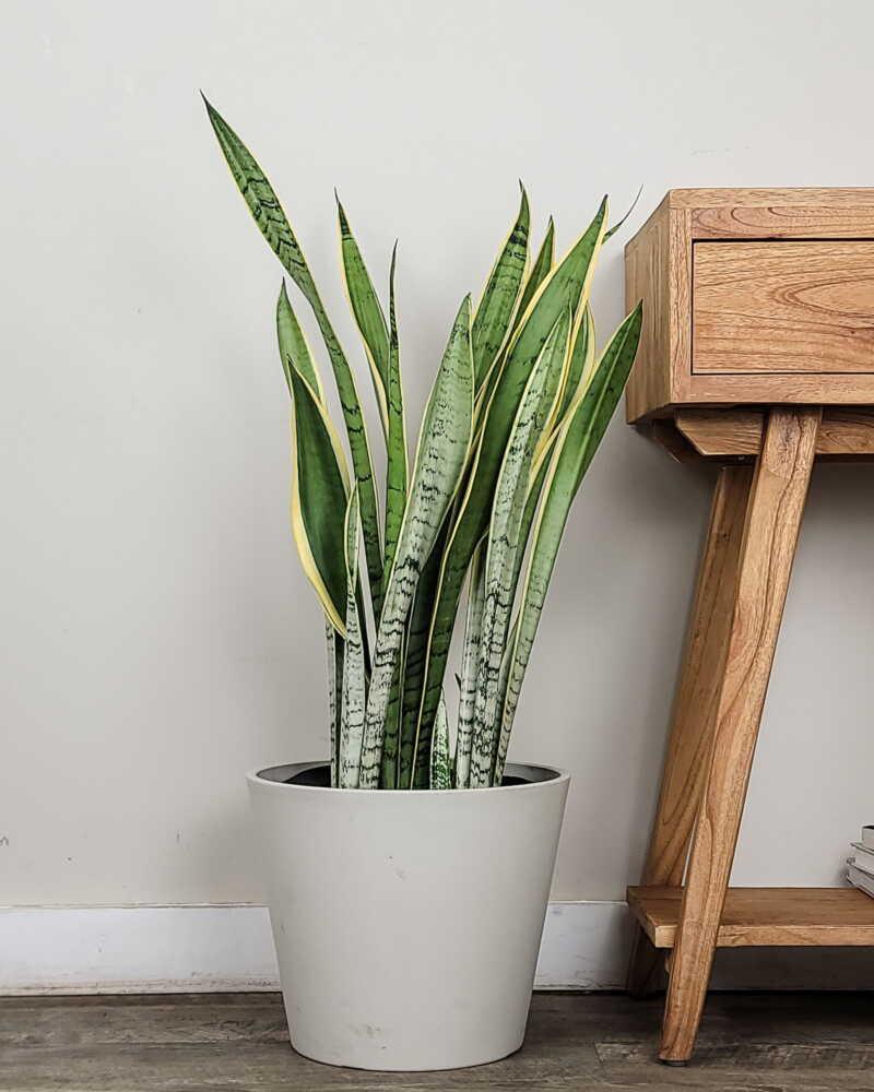 Sansevieria 'silver Laurentii' - View 20 from www redcrocus com