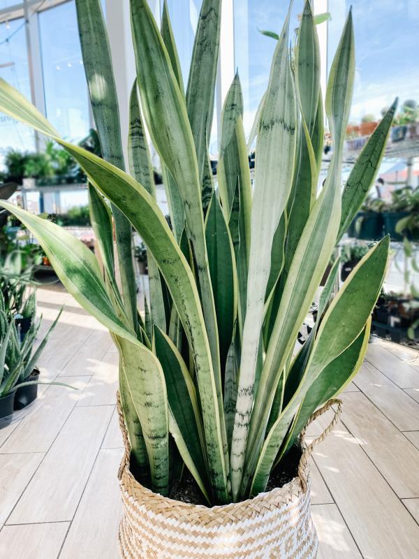 Sansevieria 'silver Laurentii' - View 28 from www redcrocus com