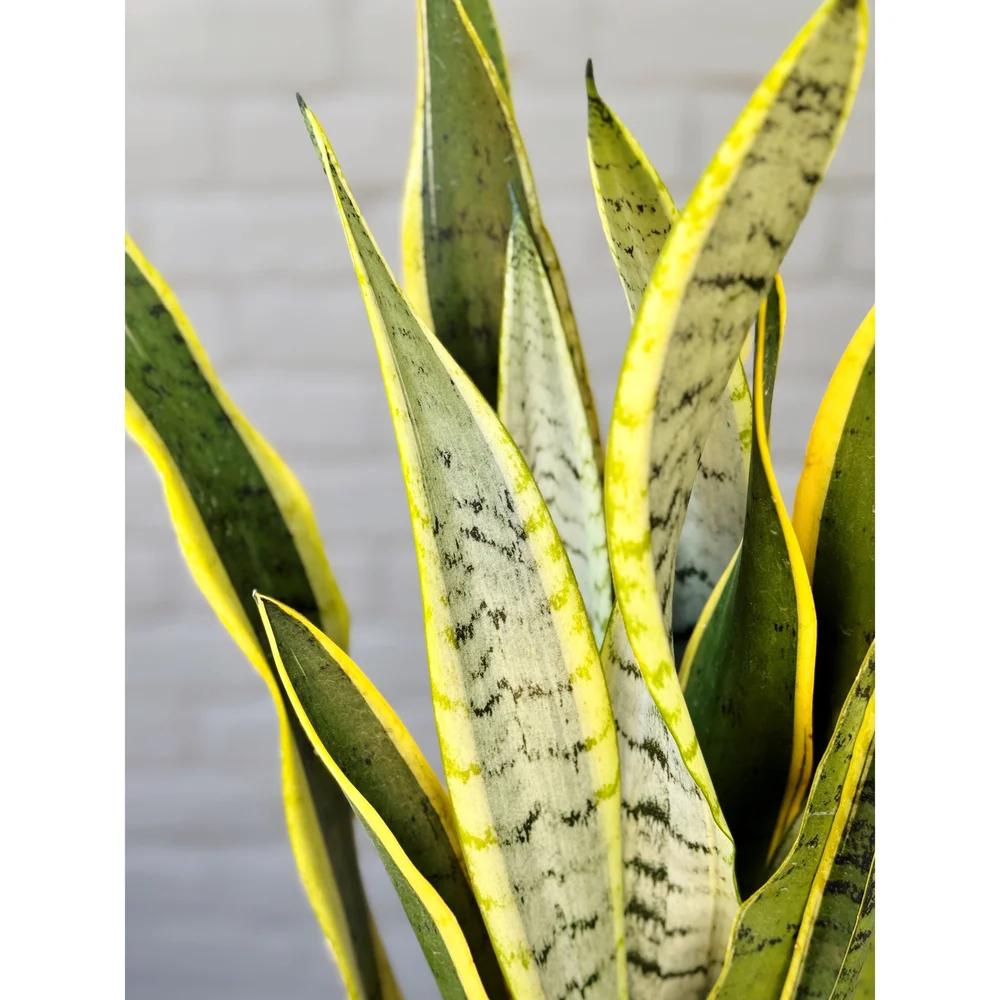 Sansevieria 'silver Laurentii' - View 29 from www redcrocus com