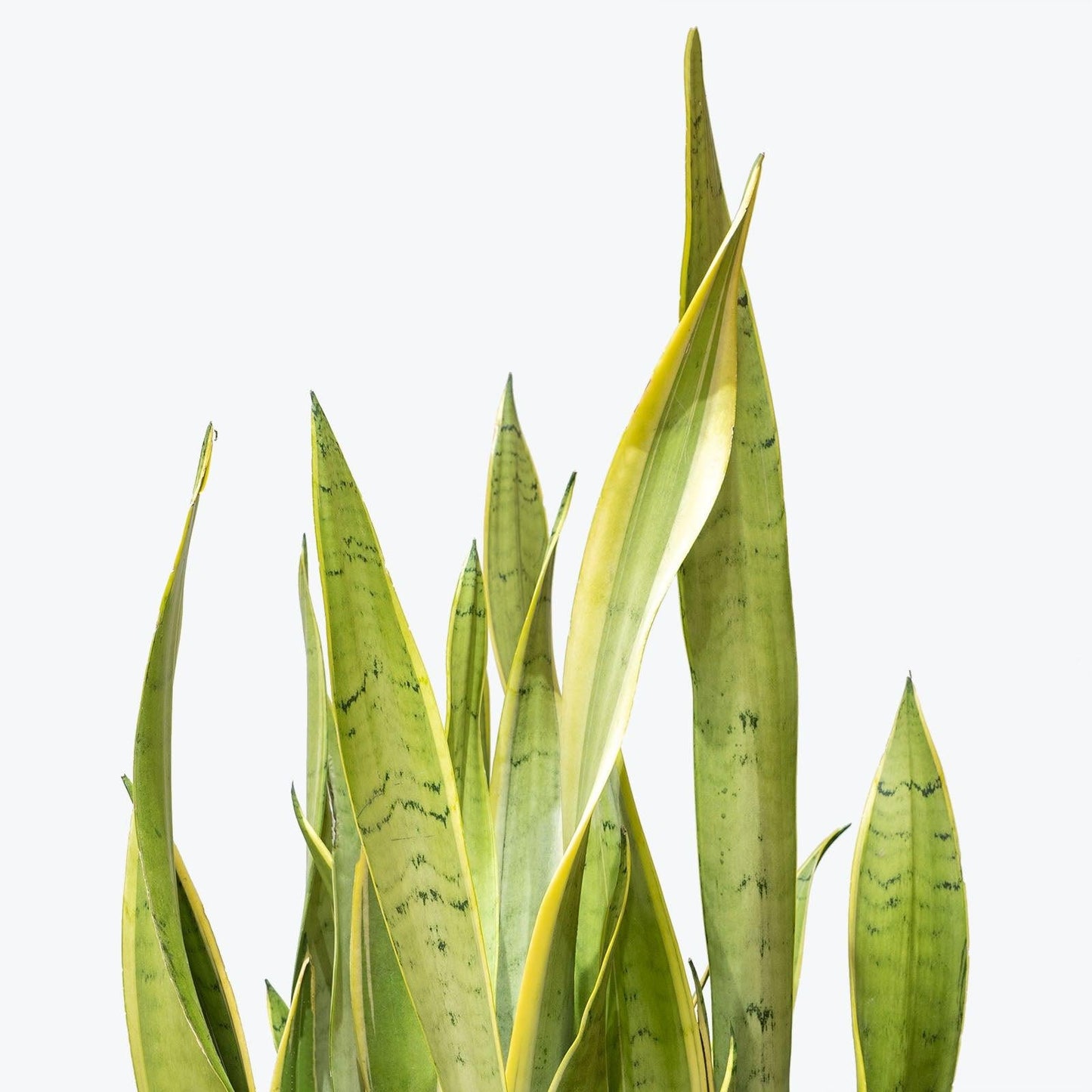 Sansevieria 'silver Laurentii' - View 2 from www redcrocus com