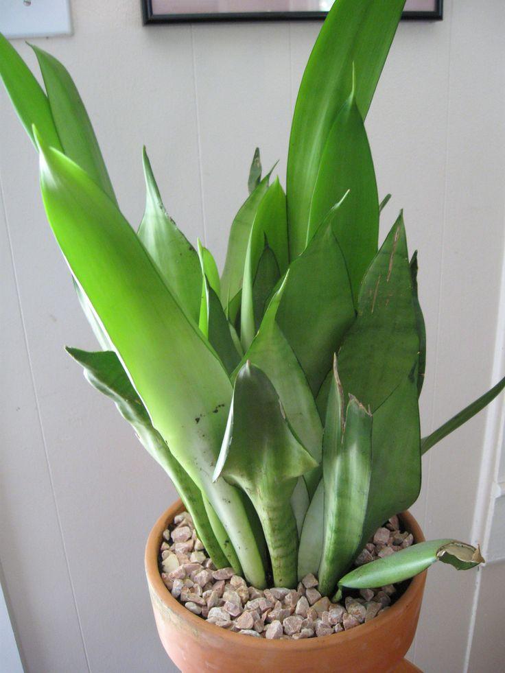 Sansevieria 'silver Laurentii' - View 30 from www redcrocus com