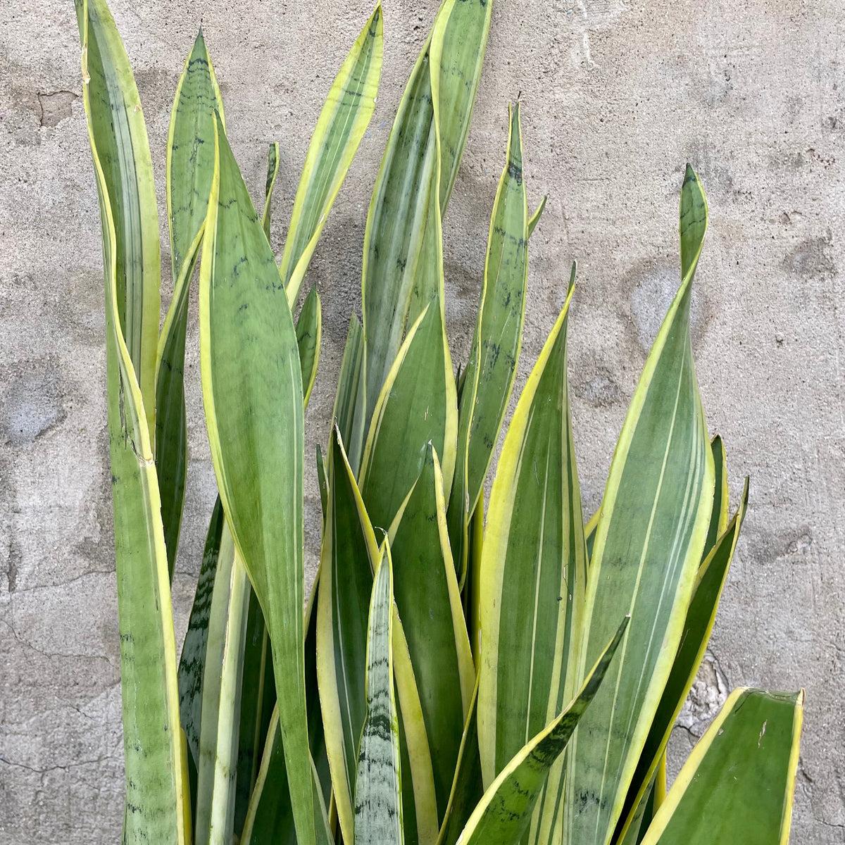 Sansevieria 'silver Laurentii' - View 31 from www redcrocus com