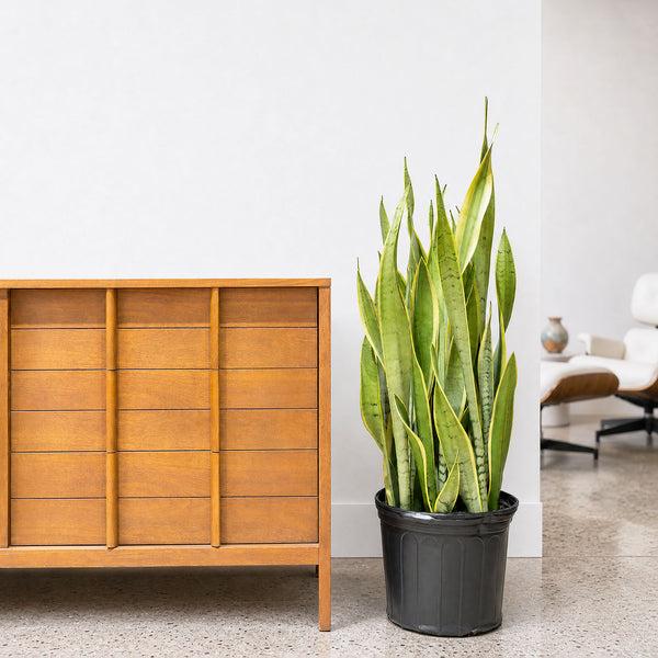 Sansevieria 'silver Laurentii' - View 36 from www redcrocus com