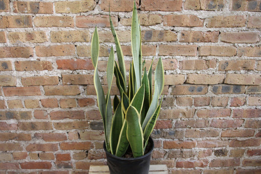 Sansevieria 'silver Laurentii' - View 4 from www redcrocus com
