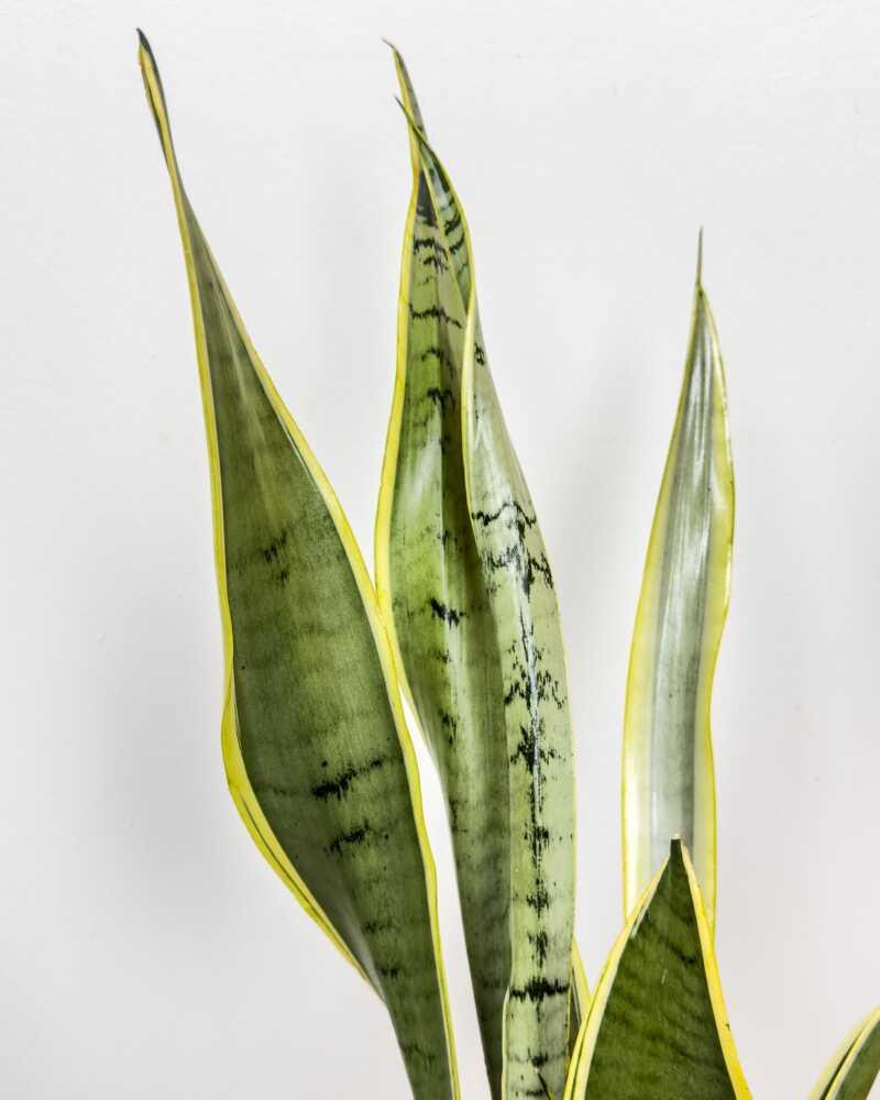 Sansevieria 'silver Laurentii' - View 6 from www redcrocus com