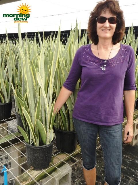 Sansevieria 'silver Laurentii' - View 7 from www redcrocus com