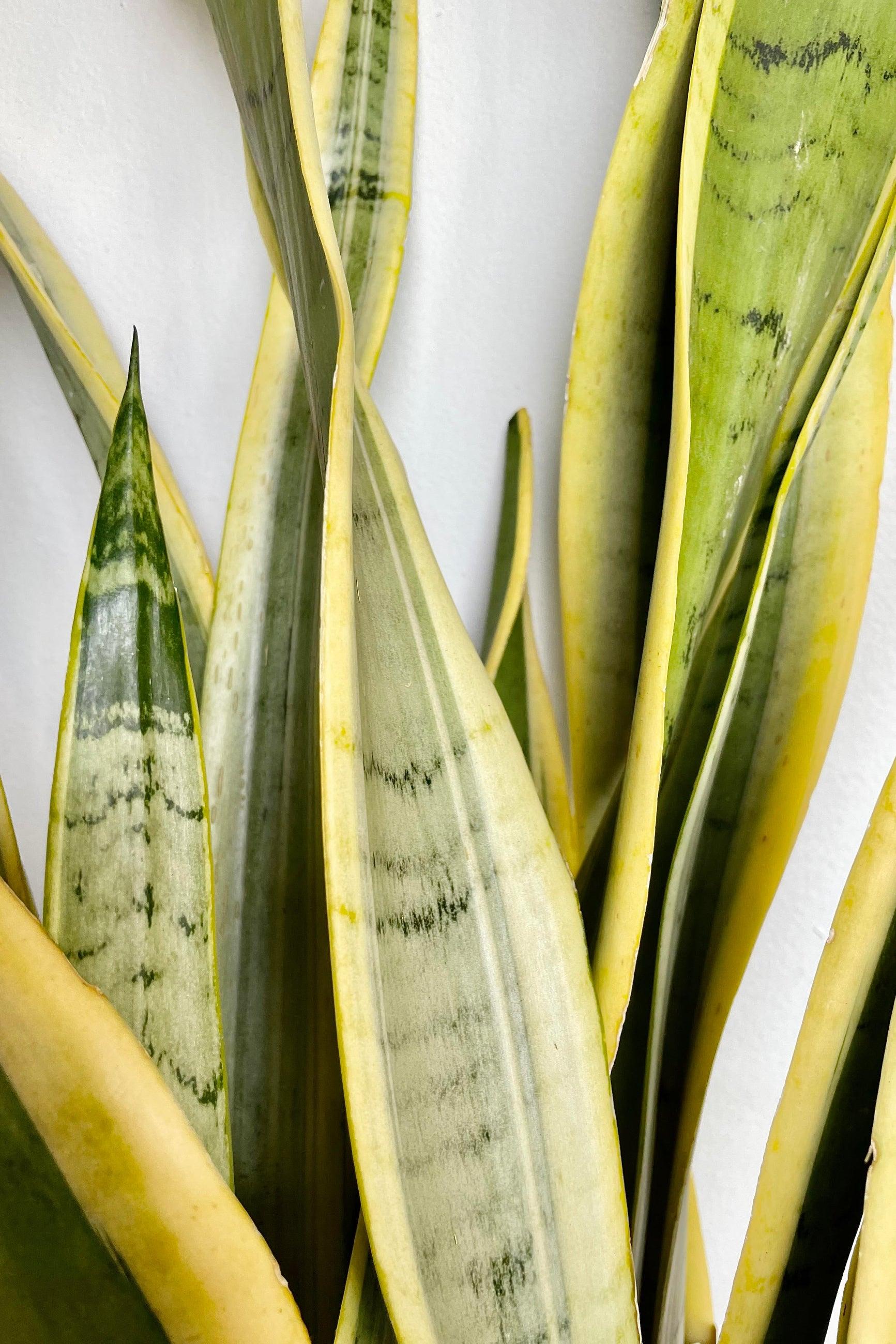 Sansevieria 'silver Laurentii' - View 8 from www redcrocus com