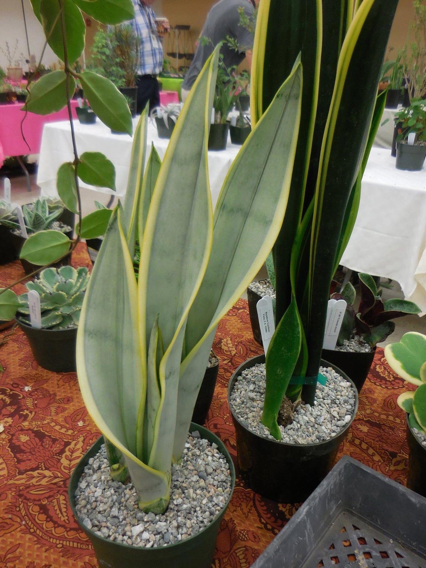 Sansevieria 'silver Laurentii' - View 9 from www redcrocus com