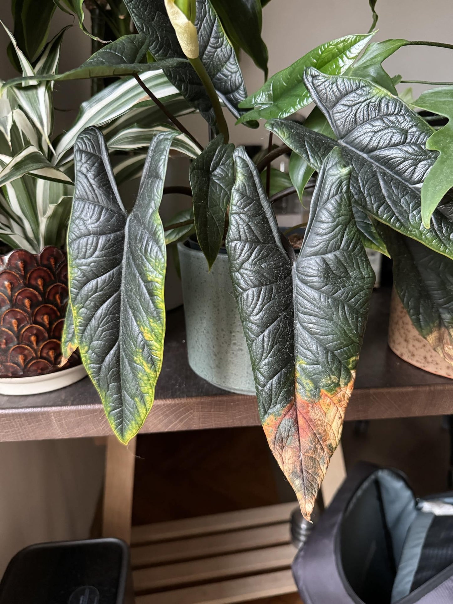 Alocasia Scalprum - View 10 from www redcrocus com