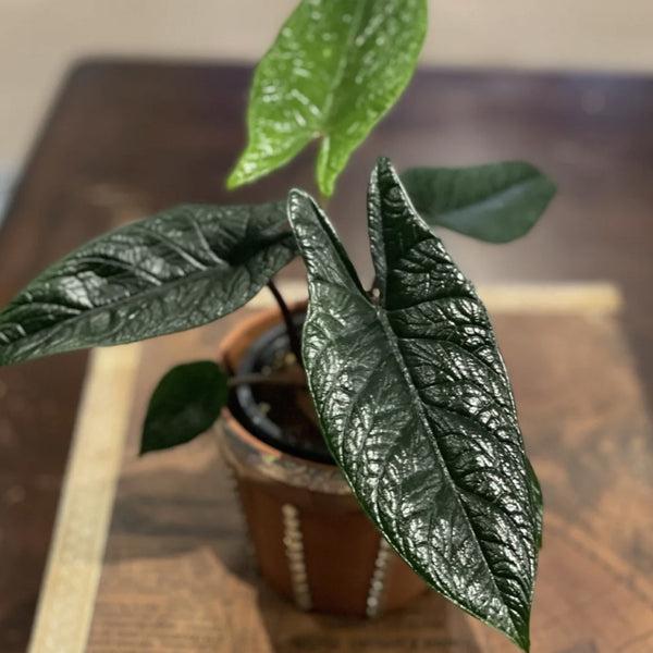 Alocasia Scalprum - View 11 from www redcrocus com