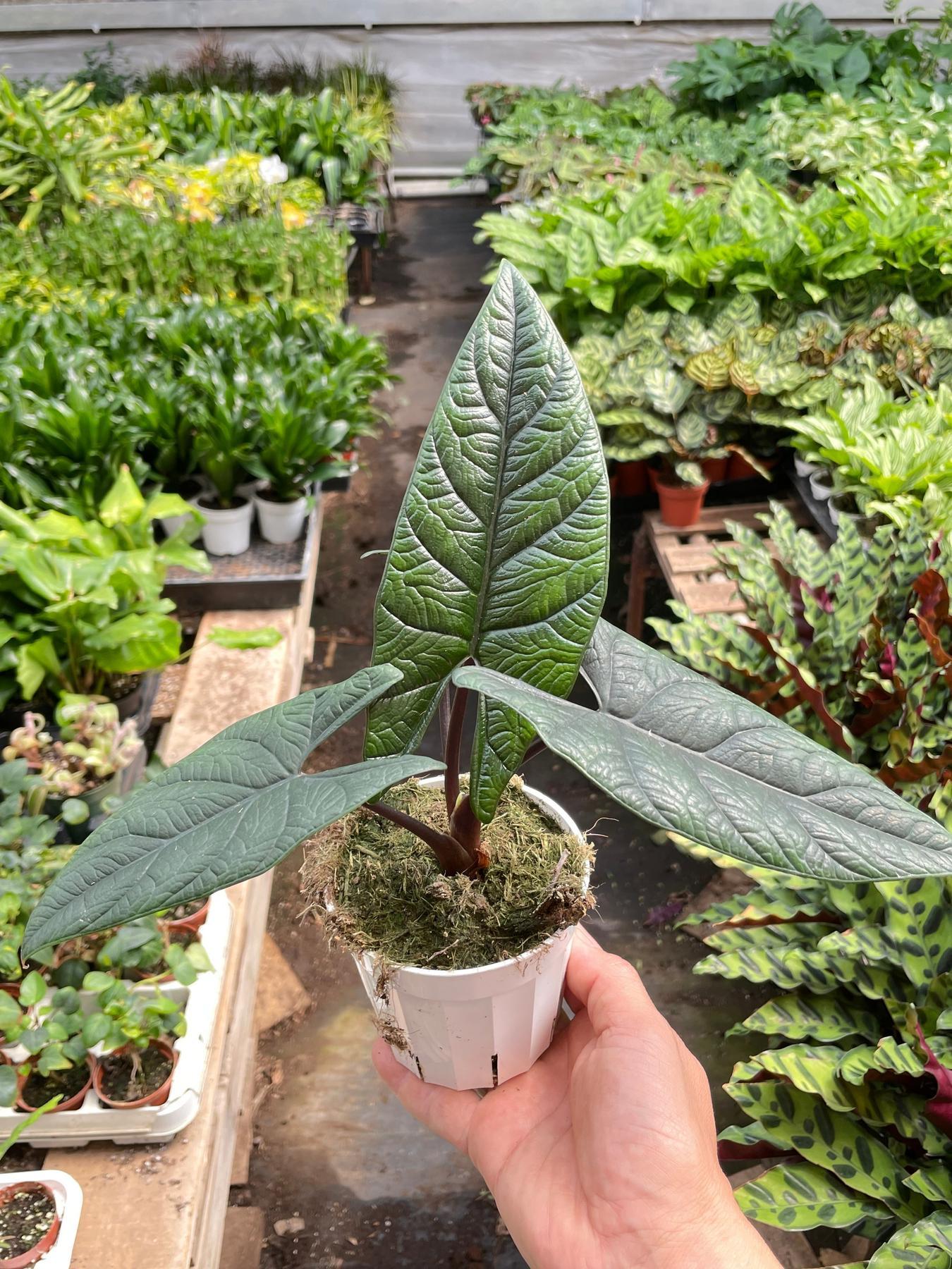 Alocasia Scalprum - View 12 from www redcrocus com