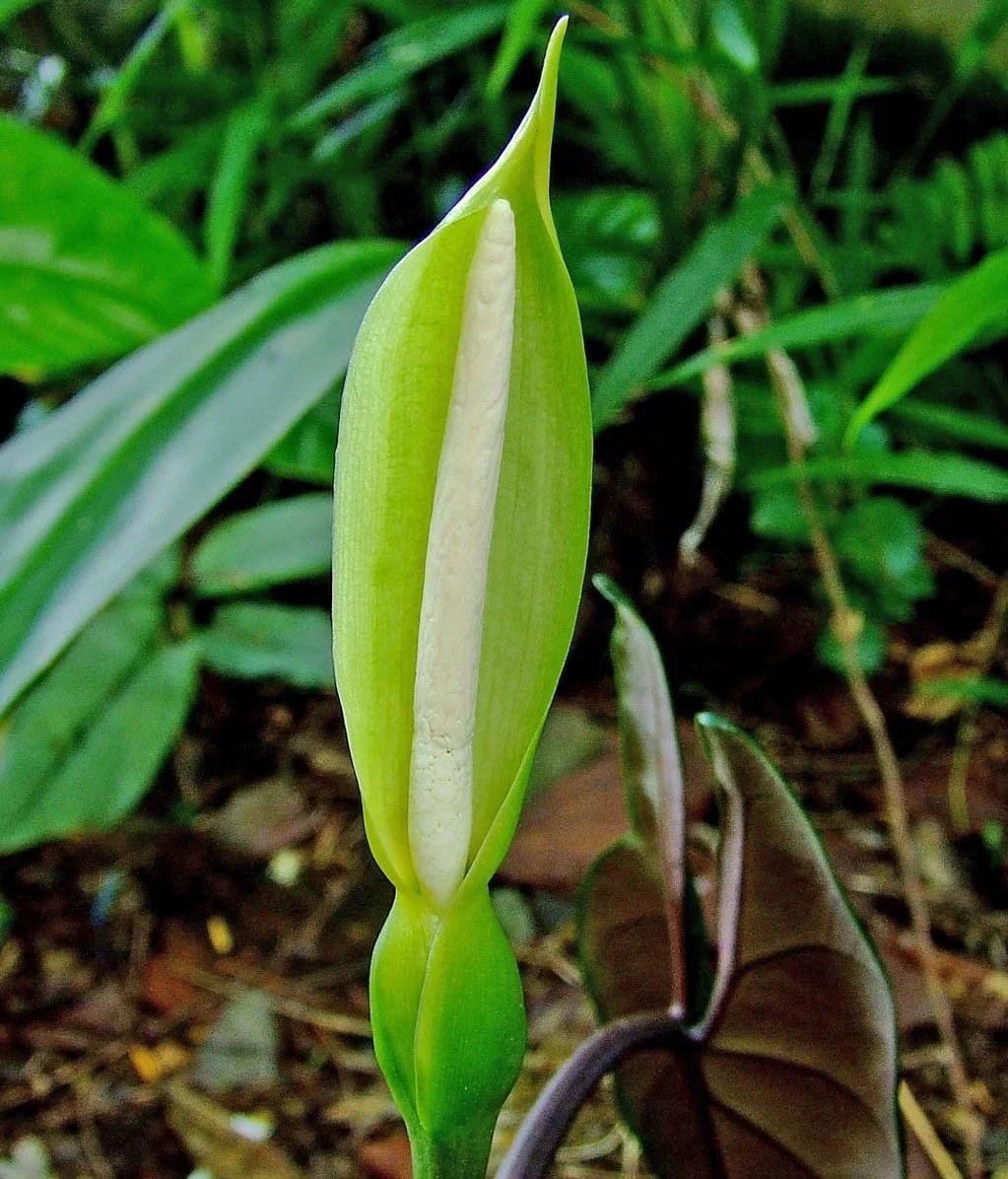 Alocasia Scalprum - View 13 from www redcrocus com