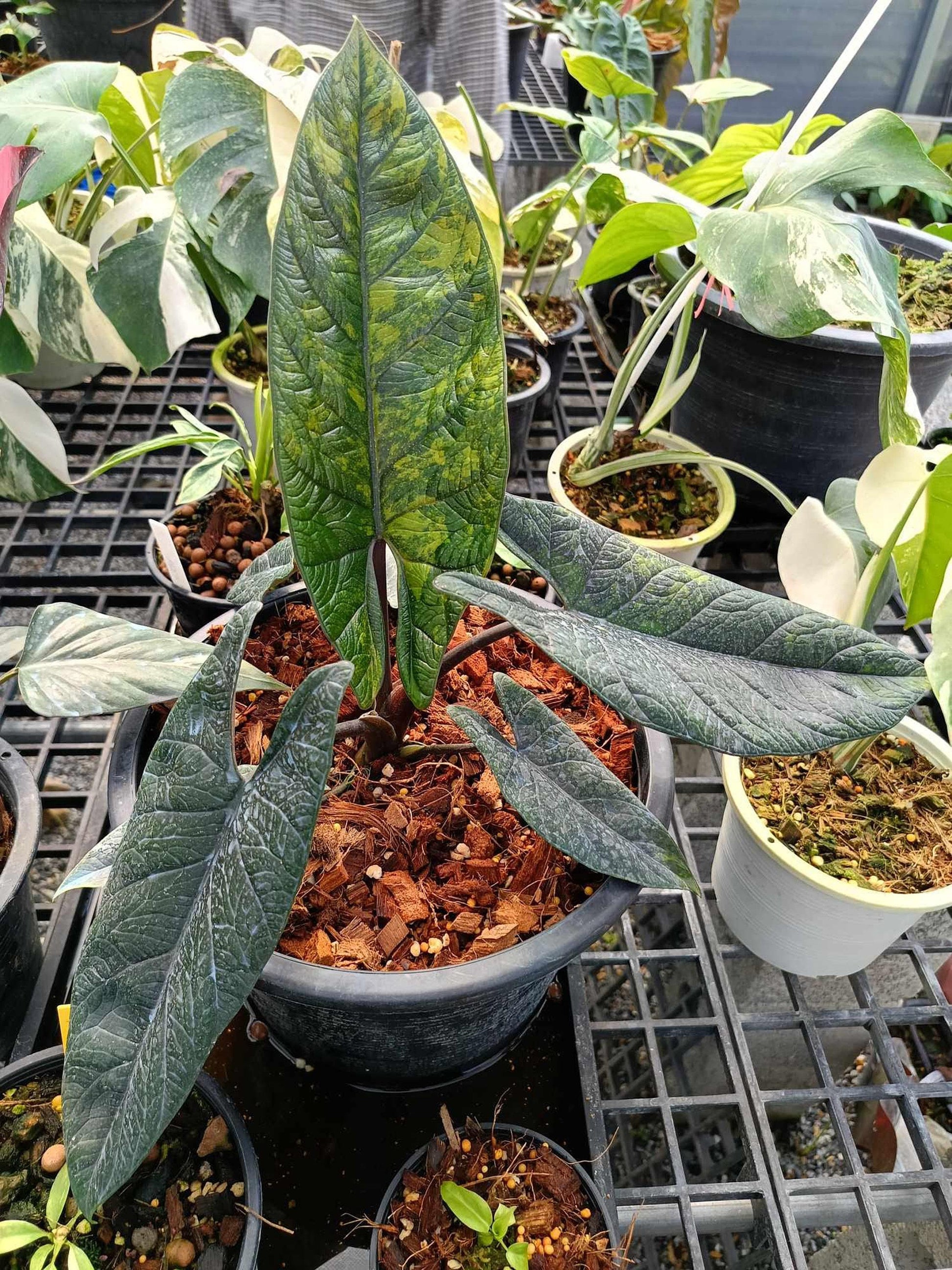 Alocasia Scalprum - View 15 from www redcrocus com