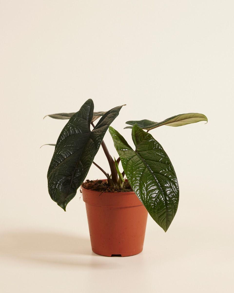 Alocasia Scalprum - View 17 from www redcrocus com