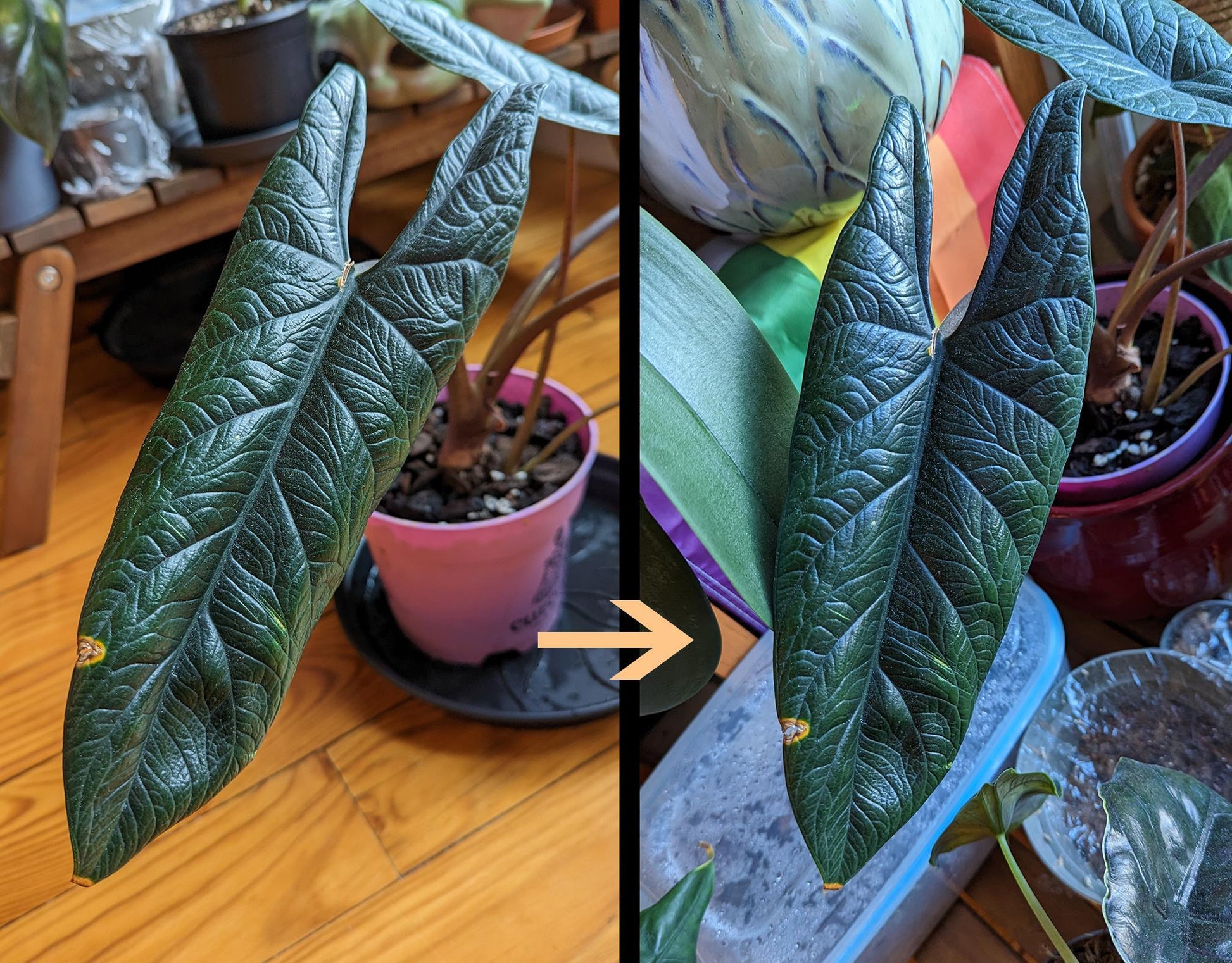 Alocasia Scalprum - View 18 from www redcrocus com