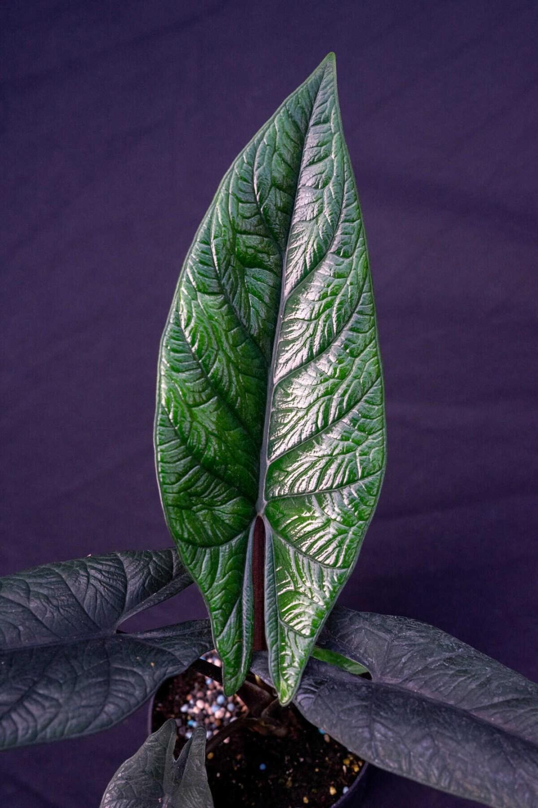 Alocasia Scalprum - View 20 from www redcrocus com