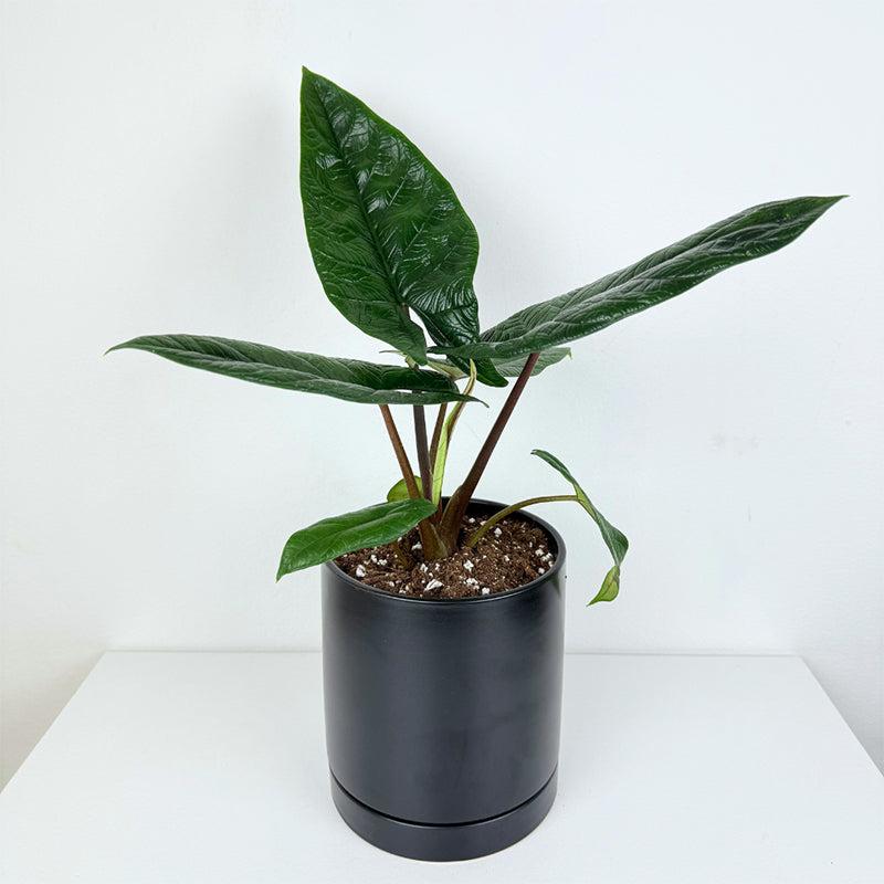 Alocasia Scalprum - View 22 from www redcrocus com