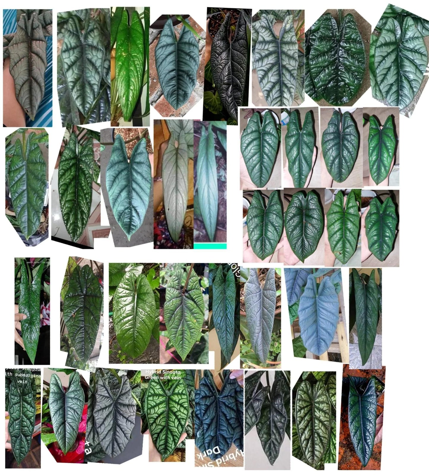 Alocasia Scalprum - View 2 from www redcrocus com