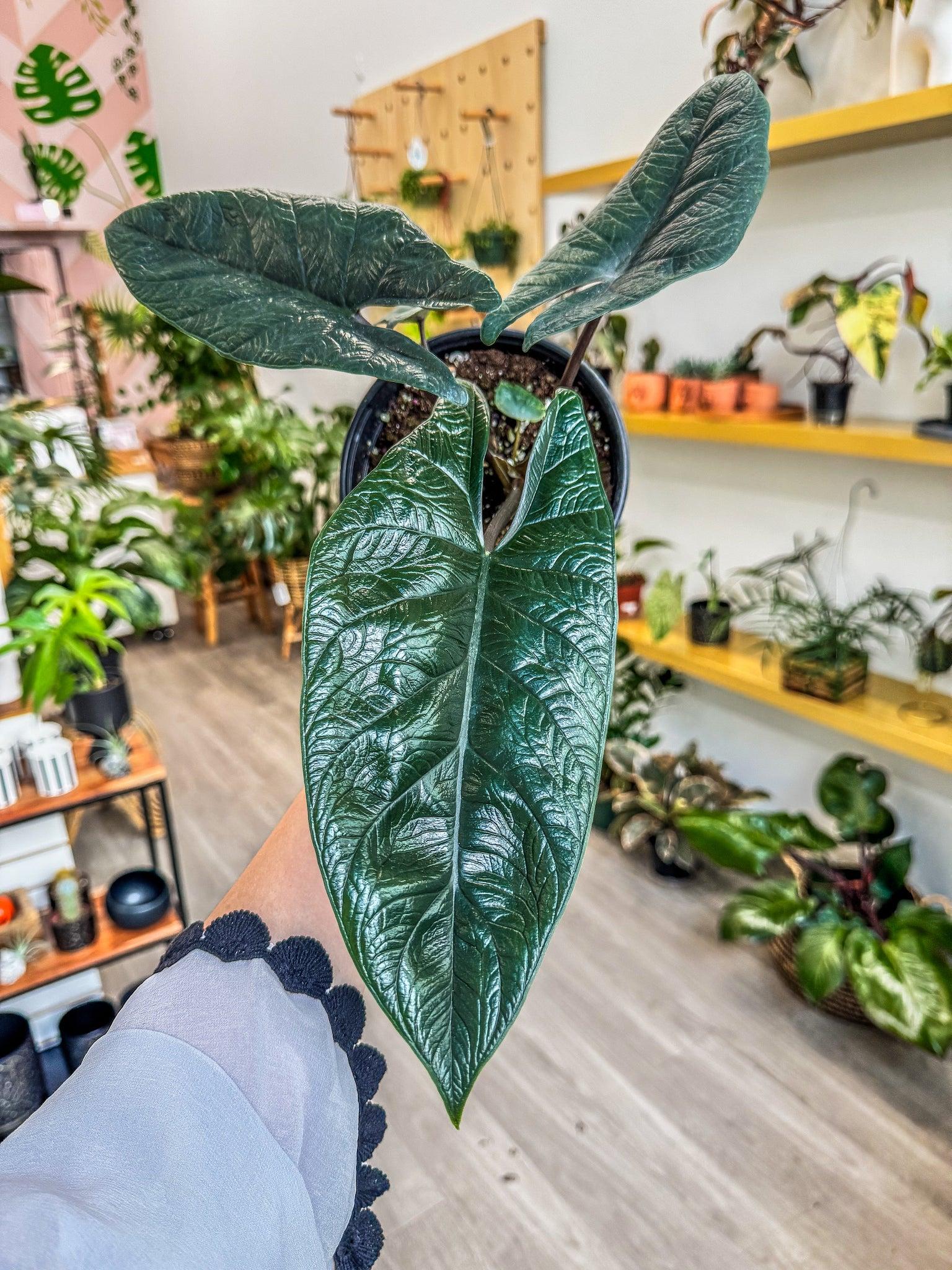 Alocasia Scalprum - View 4 from www redcrocus com